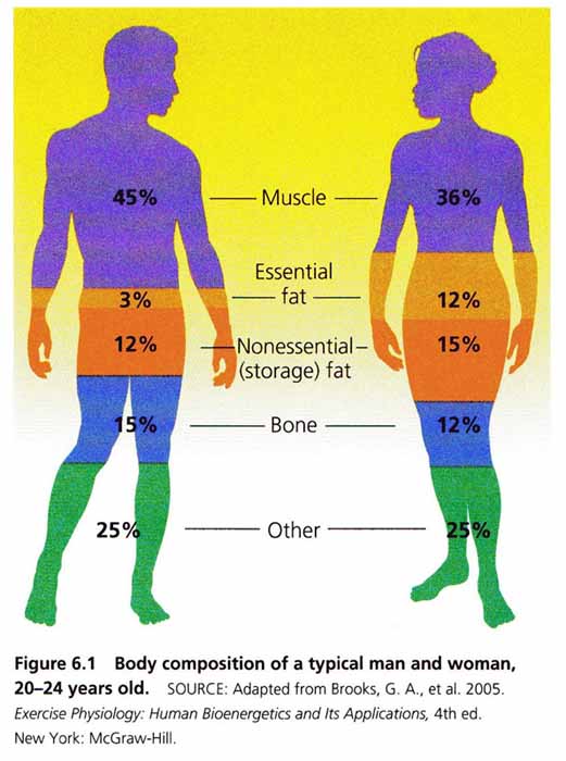 body-comp-image-3