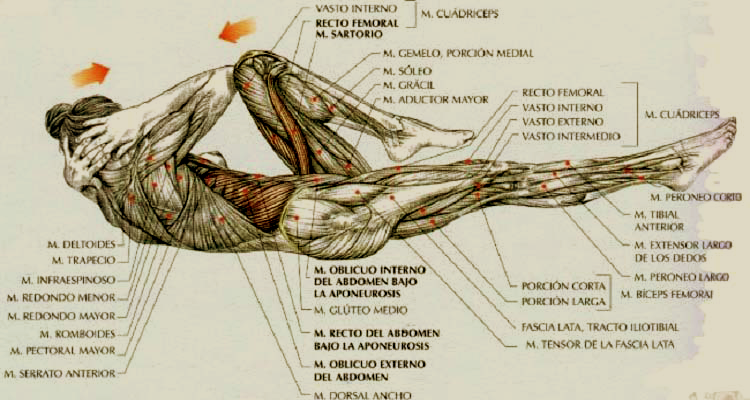 EJERCICIOS PARA LA PANZA