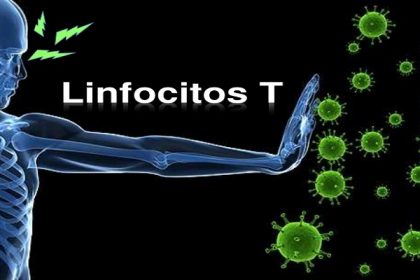 linfocitos
