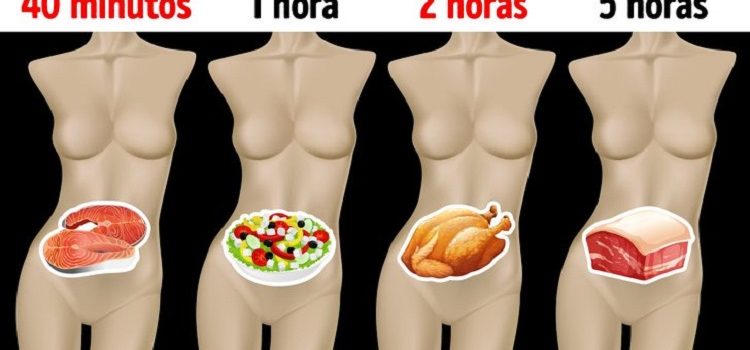 tiempo de digestión