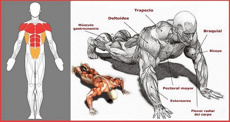 Los Pectorales Ejercicios Quemar Grasa Pecho Ejercicios Para