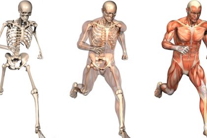 Anatomical Overlays – Man Running Front View