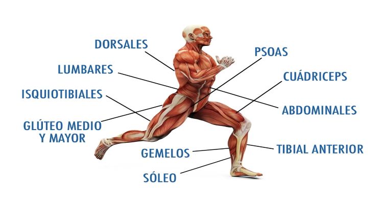 musculos que se tonifican al correr