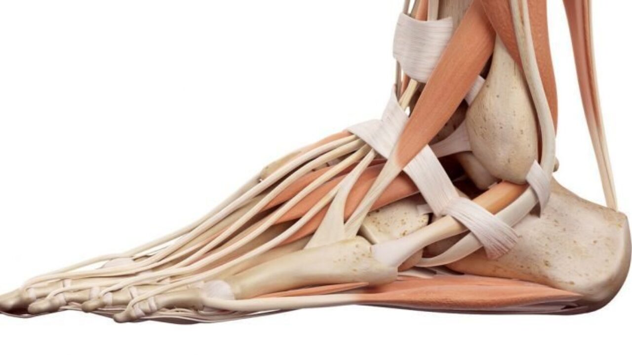 musculatura del pie