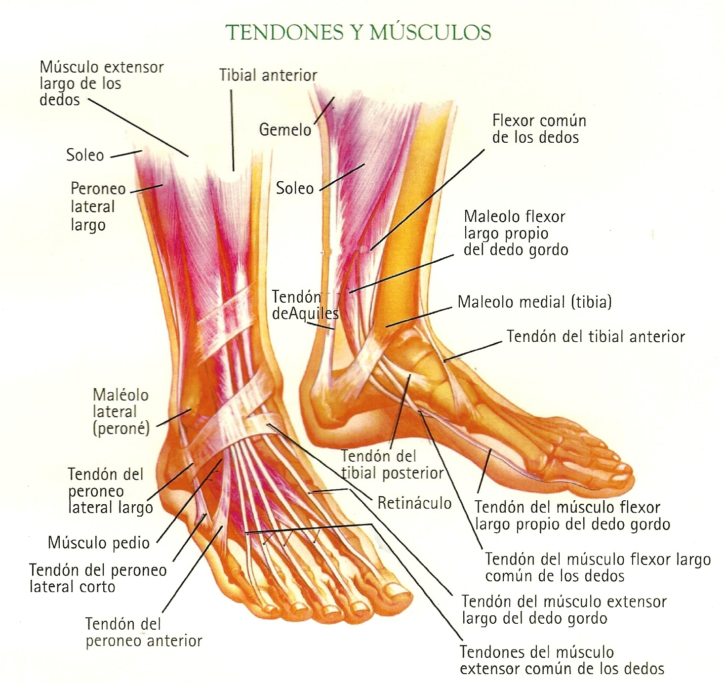musculos del pie